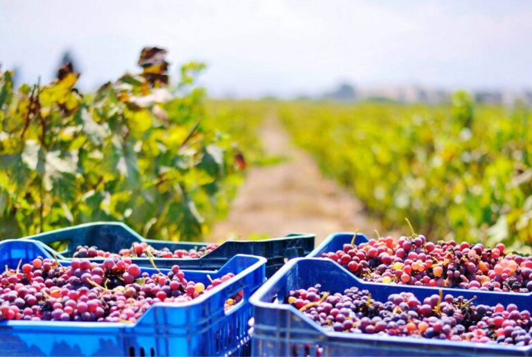 Pisco Quebranta grapes baskets in Rompe Mar's vineyard