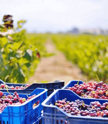 Quebranta pisco grapes baskets in Rompe Mar's vineyard